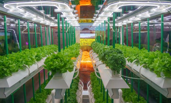 Soilless culture of vegetables under artificial light. Organic hydroponic vegetable garden. LED light Indoor farm, Agriculture Technology. Inside a warehouse without the need for sunlight.
